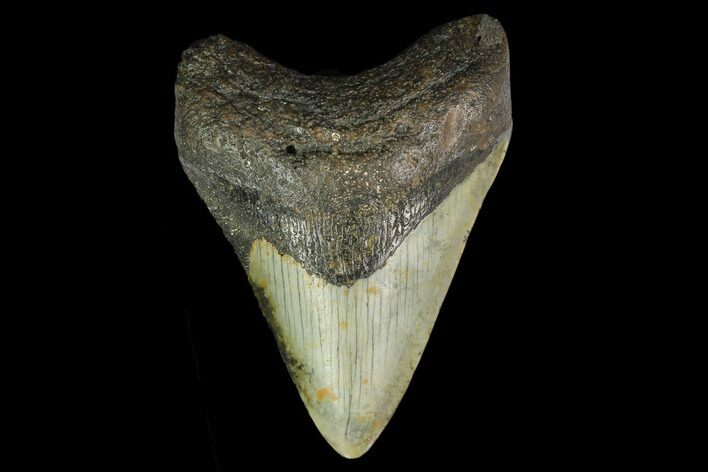 Fossil Megalodon Tooth - North Carolina #131600